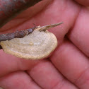 Shelf mushroom, Hairy Stereum