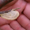 Shelf mushroom, Hairy Stereum