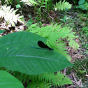 Broadwinged Damselfly