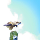 Red-Shouldered Hawk