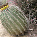 Emory's Barrel Cactus