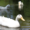 Pekin Duck