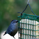 Gray Catbird