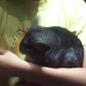Chinchilla