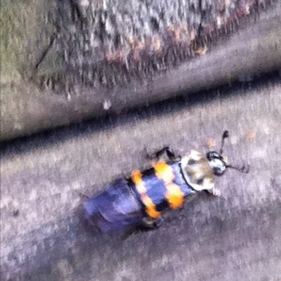 Spotting Image 1