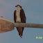 Osprey