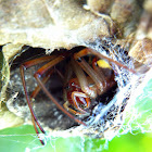 Leaf-curling Spider