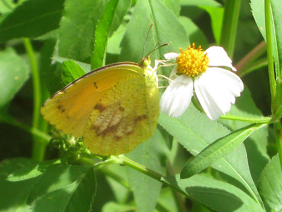 Spotting Image 1