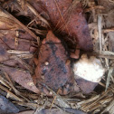 Eastern Narrow Mouthed Toad
