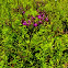 Iron Weed
