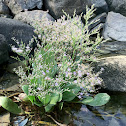 sea lavender