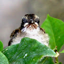 Yellow-vented Bulbul (Fledgling)