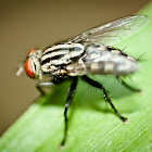 Flesh-fly