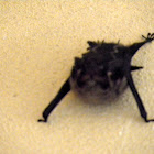 Brazilian Long nosed bat