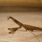 Brown Praying Mantis