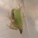 Grey tree frog juvenile