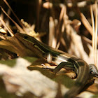 5-lined Skink