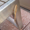 Chinese Mantis