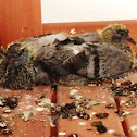 Common rock dove