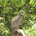 Black Vulture