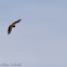 Unknown bat
