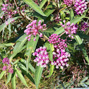 Swamp Milkweed