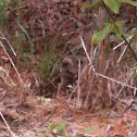 Groundhog