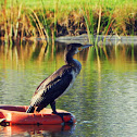 Great Cormorant, Corvo-marinho-de-faces-brancas