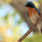 Tickell's Blue Flycatcher