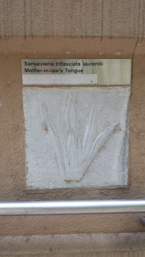 Sansevieria Trifasciata Laurentii Engraving