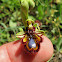 'Bee' Orchid
