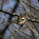 Chaffinch