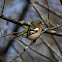 Chaffinch