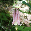 Columbine