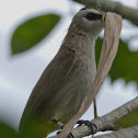 Yellow-vented Bulbul