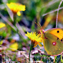 Clouded yellow