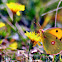 Clouded yellow