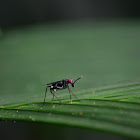 Mosca