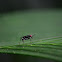 Mosca