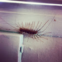 House Centipede