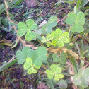 Clover