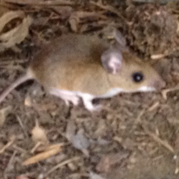 Spotting Image 1