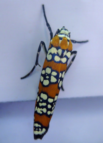 Spotting Image 1