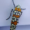 Ailanthus Webworm Moth