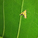 Hawk moth
