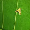 Hawk moth