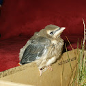 Cedar Waxwing