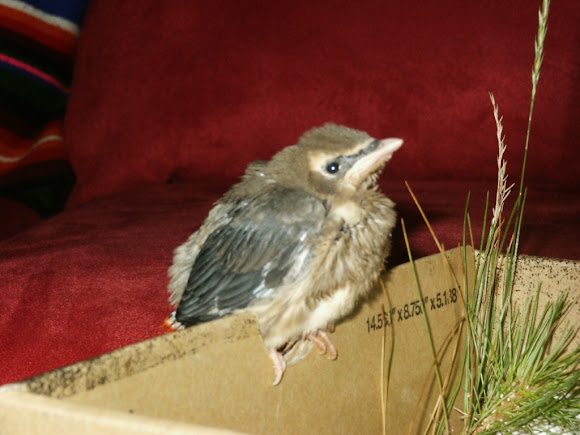 Spotting Image 1