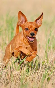 How to download Miniature Pinscher Wallpapers 1.0 mod apk for laptop