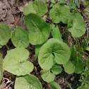 Wild ginger
